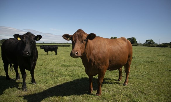 Two cows standing in a field